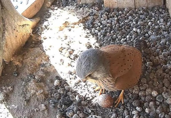 В Бресте ведут прямой эфир из гнезда редкой птицы. Что там интересного? В Бресте ведут прямой эфир из гнезда редкой птицы. Что там интересного?