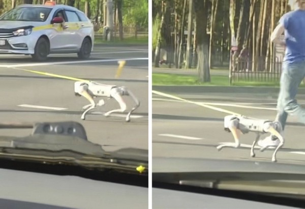 В Беларуси заметили очень необычную собаку В Беларуси заметили очень необычную собаку