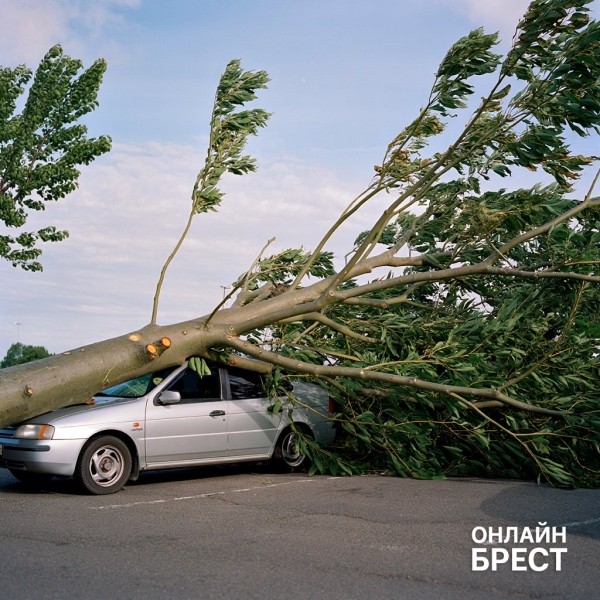 В Беларуси тополь упал на авто, стоявшее на парковке. Вот какую сумму смог отсудить хозяин машины