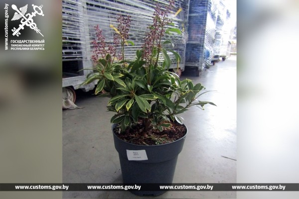 Как перевозчики растений пытались обмануть брестских таможенников Как перевозчики растений пытались обмануть брестских таможенников
