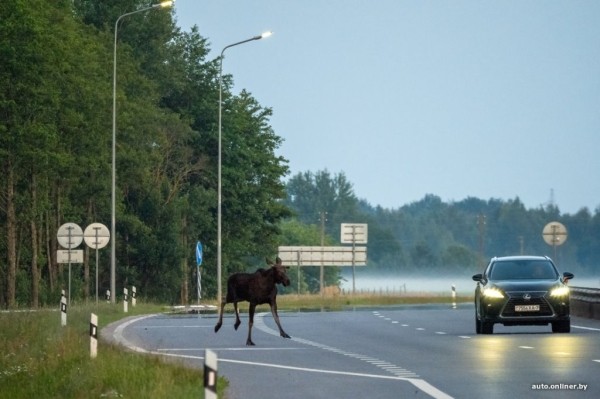 Что делать, если обнаружишь на дороге раненое или погибшее животное? Важно знать Что делать, если обнаружишь на дороге раненое или погибшее животное? Важно знать