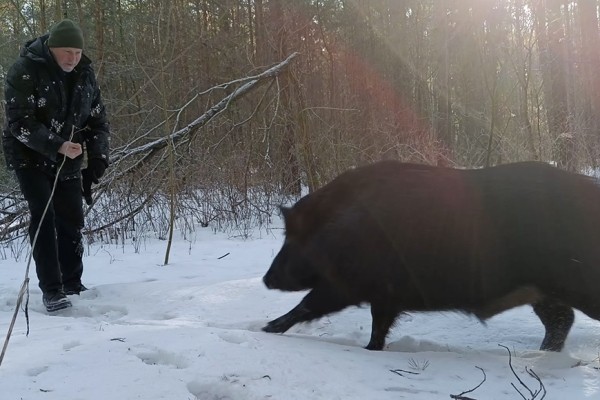 Белорус приручил дикого кабана Белорус приручил дикого кабана