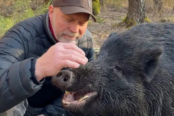 Белорус приручил дикого кабана Белорус приручил дикого кабана