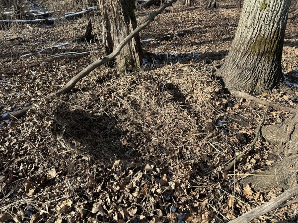 Что за гнездо нашли в лесу в Беларуси? Что за гнездо нашли в лесу в Беларуси?