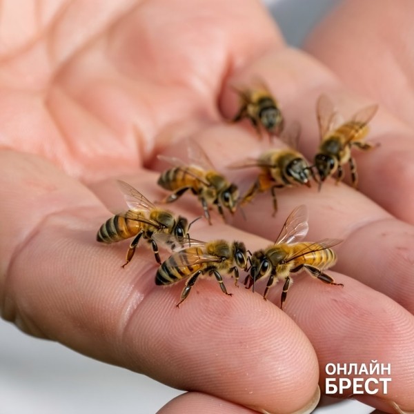 В Беларуси мужчина умер от укуса пчел В Беларуси мужчина умер от укуса пчел