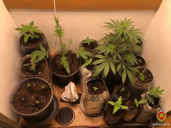 Белорус выращивал коноплю в шкафу — возбуждено уголовное дело Белорус выращивал коноплю в шкафу — возбуждено уголовное дело