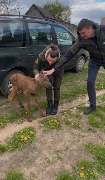 В Беларуси лосенок вышел за помощью к людям В Беларуси лосенок вышел за помощью к людям