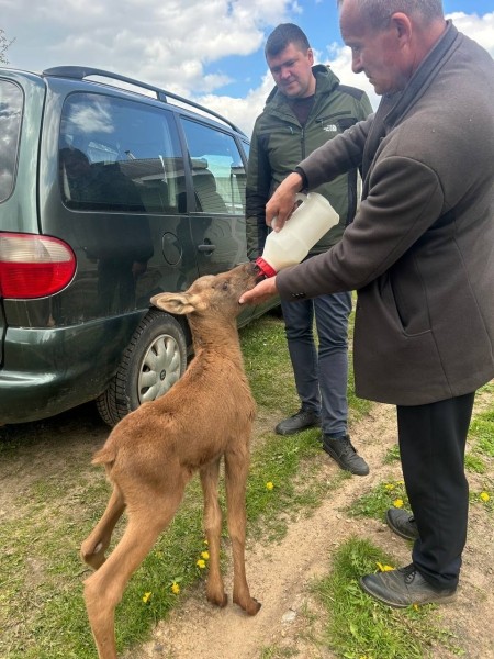 В Беларуси лосенок вышел за помощью к людям В Беларуси лосенок вышел за помощью к людям