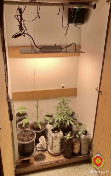Белорус выращивал коноплю в шкафу — возбуждено уголовное дело Белорус выращивал коноплю в шкафу — возбуждено уголовное дело