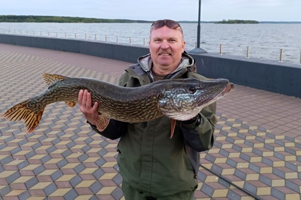 Белорус вместо карасика поймал огромную щуку. Какой вес? Белорус вместо карасика поймал огромную щуку. Какой вес?