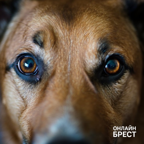 Действительно ли собаки дальтоники? Ответ Действительно ли собаки дальтоники? Ответ