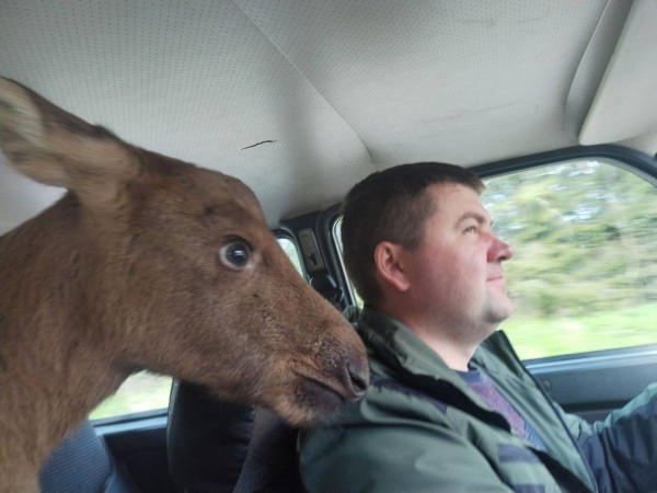 В Беларуси лосенок вышел за помощью к людям В Беларуси лосенок вышел за помощью к людям